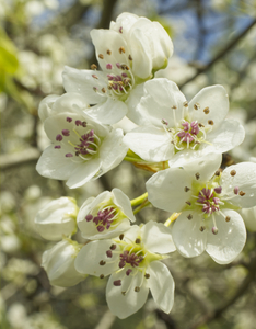 Callery Pear Blossoms After Rain