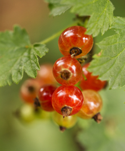 Red Currant Berries on Bush