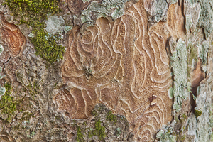 Red and Green Tree Bark Macro