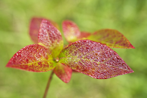 Red Blueberry Leaves with Morning Dew