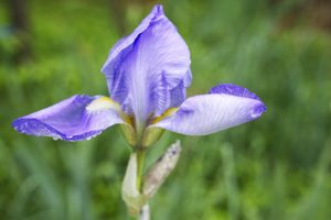 Soft Purple Iris Flower 