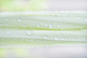 Soft Green Moonflower Bud Landscape 1