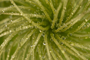 Stamen After The Rain 5 