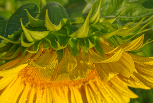 Sunflower From Above With Morning Dew