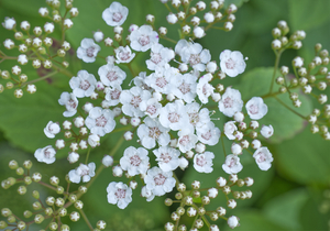 Sweet Alyssum Flower 