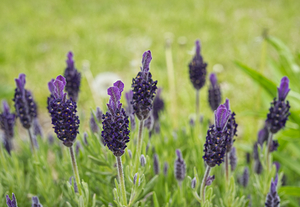 Topped Lavender Flowers 0428