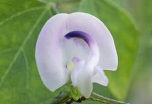 Trailing Fuzzy Bean Flower