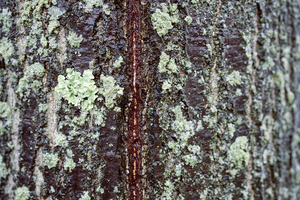 Tree bark with Moss