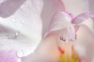 Soft Pink Gladiolus Flower with Water Droplets