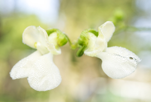White Bean Flowers with Morning Dew 1001
