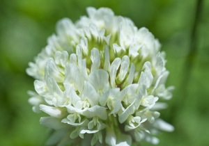 White Clover Flower on Green Macro Art 