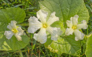 White Gourd Flower Triplets 