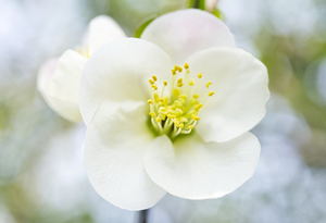 White Quince Flower with Yellow Steman Macro 24