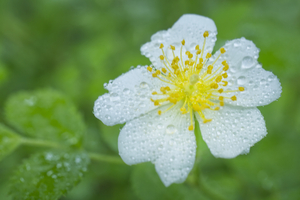 White Wild Rose with Dew 