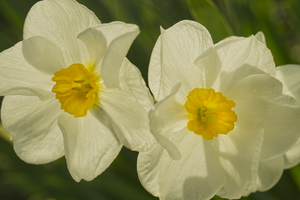 Narcissus Daffadiles in White