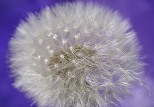 Whole Dandelion Puffball on Purple