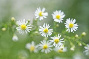Wild American Aster Flower