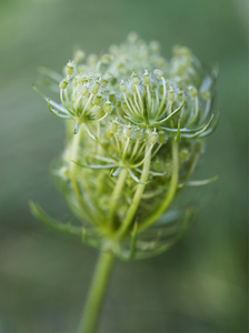 WildCarrotFlowerclosed IrisRichardson