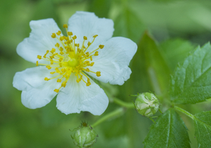 White Wild Rose with Buds on Green