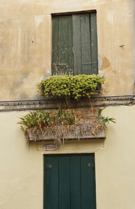 Windows of Venice in Green
