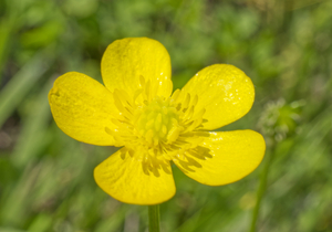 Yellow Buttercup Flower