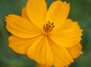 Yellow Cosmo Flower