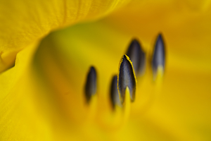 Yellow Lillie Macro