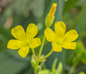 Yellow Wood Sorrels Wildflower