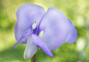 Asian Yard Bean Lavender Flower 