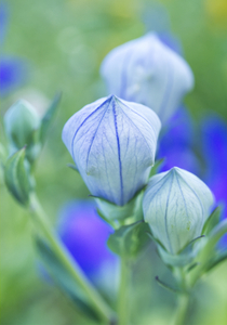 Balloon Flower Buds in Pastels