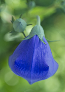 Balloon Flower Bright Blue
