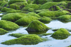 Inverness Beach Rocks With Algea