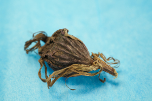 blackcardamomseedonblue2-IrisRichardson