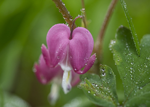 Asian Bleeding Heart Flower Macro Photograph After Rain