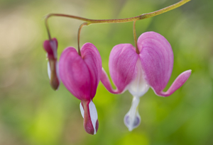 Pink Bleeding Heart Flowers
