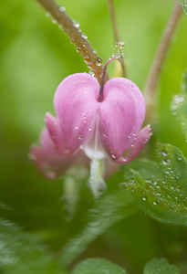 Asian Bleeding Heart Flower Macro Photograph After Rain Vertically