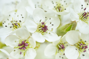 White Bradford Pear Blossom II