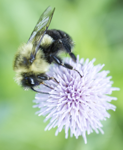 Bumble Bee on Thistle Side
