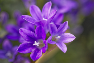 Purple Campanula Flower