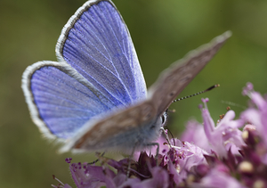 Common Blue Butterfly II