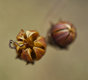 Crape Myrtle Nut Macro