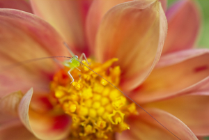 Dahlia with Green Plant Bug