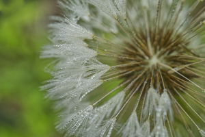 Dandelion Parachute After Rain  0416