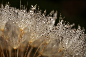 Dandelion with Morning Dew