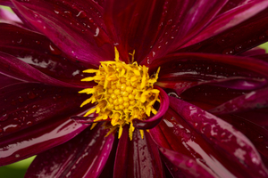 Deep Red Dahlia with Water Droplets