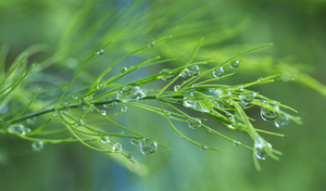 Dill Plant with Water Droplets