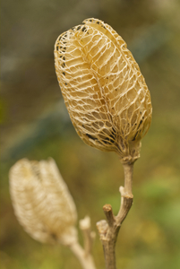 Dried Day Lillies Seed Pods