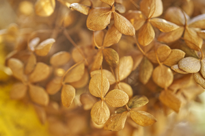 Weathered Dried Hydrangea 