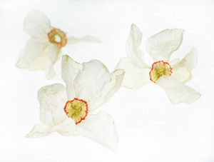 Dried Poem Daffodiles 5