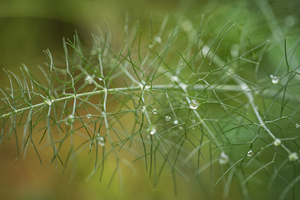 Fennel Fern with Water Droplets